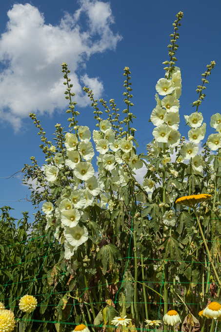 Clumber 2013 (04)